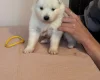 Samoyed
