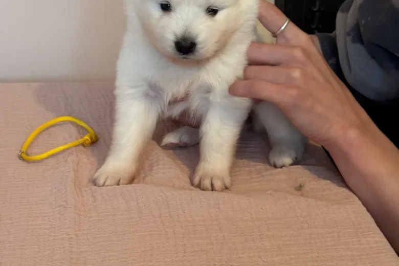 Samoyed