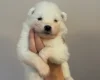 Samoyed