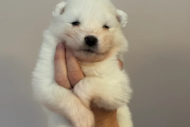 Samoyed