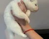 Samoyed