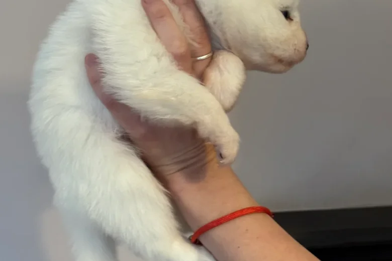 Samoyed