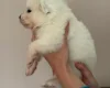 Samoyed