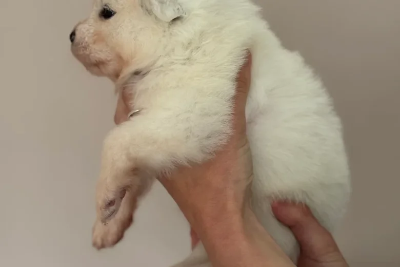 Samoyed