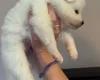 Samoyed