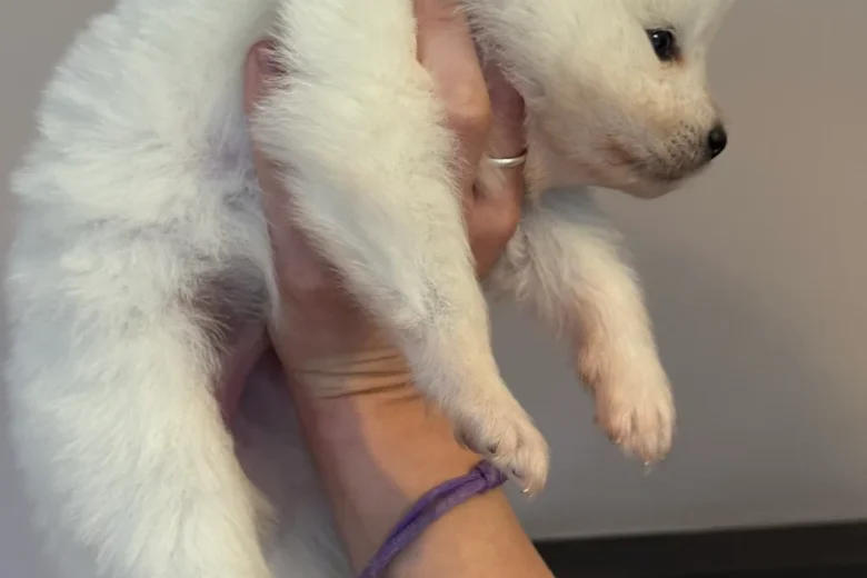 Samoyed