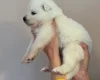 Samoyed