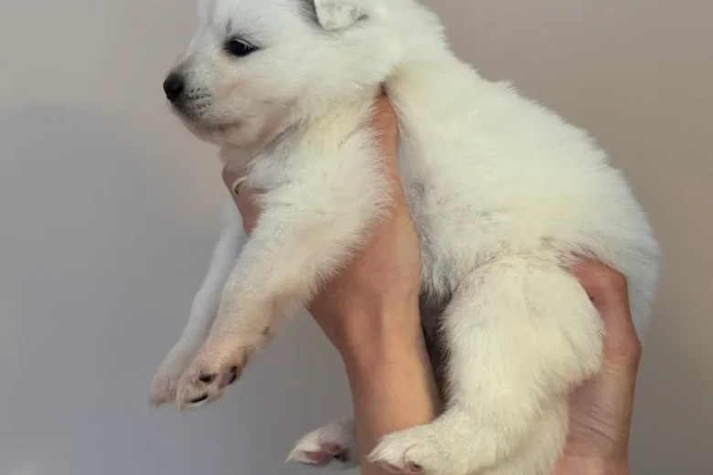 Samoyed