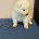 Samoyed