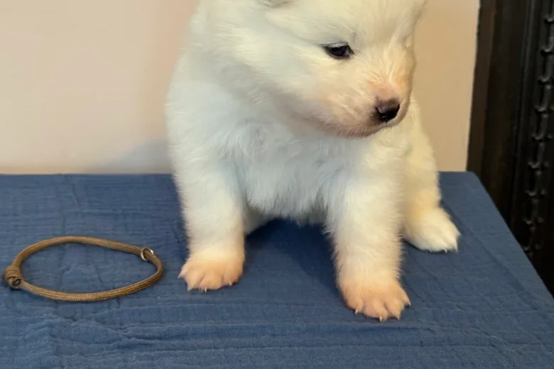 Samoyed