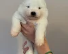 Samoyed