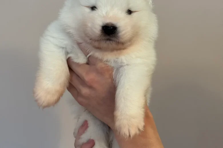 Samoyed