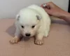 Samoyed