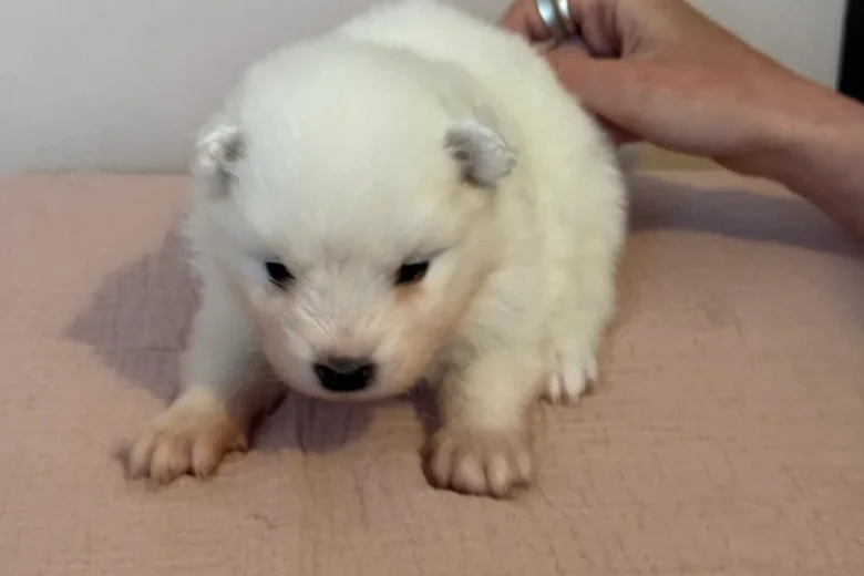 Samoyed