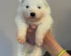 Samoyed