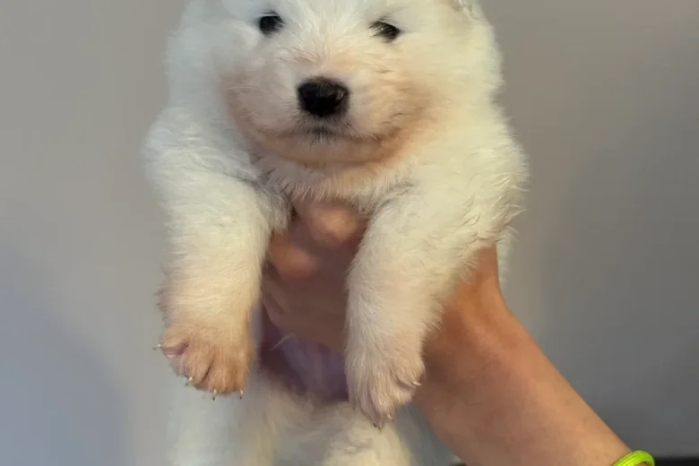 Samoyed