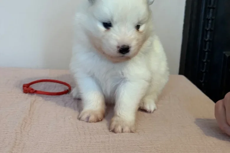 Samoyed