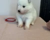 Samoyed