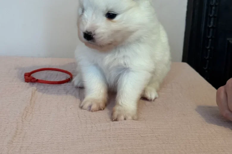 Samoyed