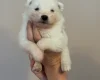 Samoyed