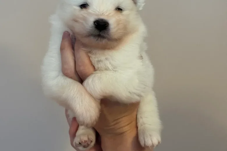 Samoyed