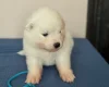 Samoyed
