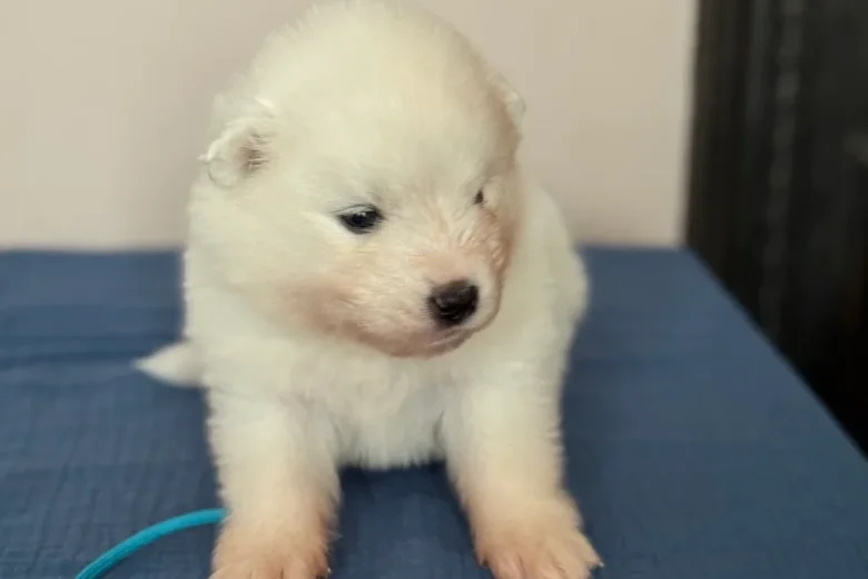 Samoyed