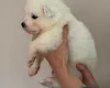 Samoyed