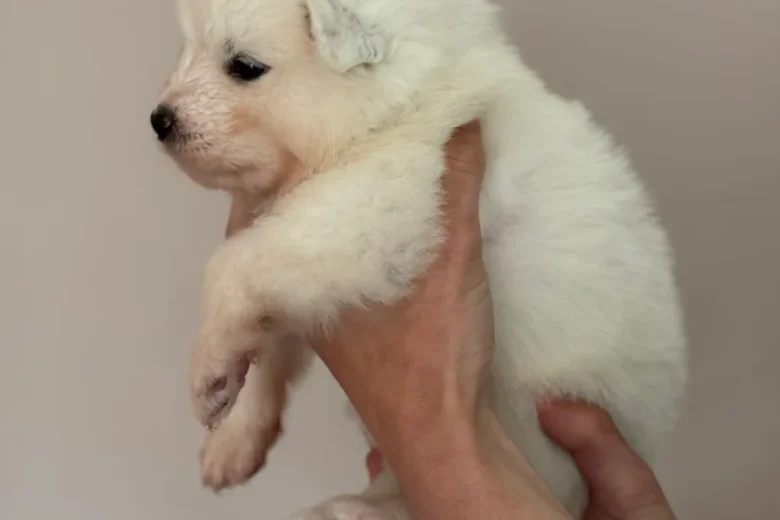 Samoyed