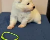 Samoyed
