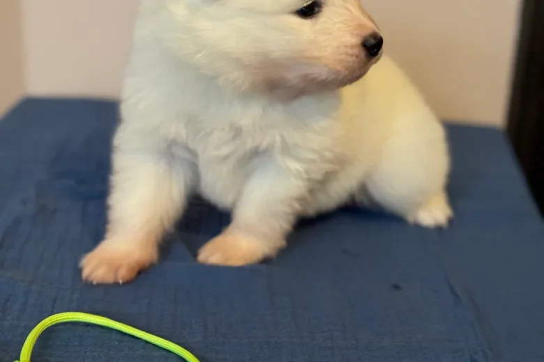 Samoyed