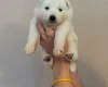 Samoyed
