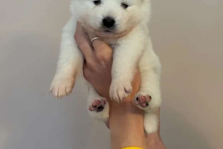 Samoyed