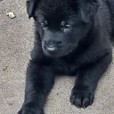 German Shepherd (Alsatian)
