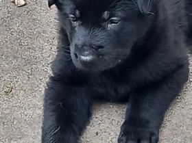 German Shepherd (Alsatian)