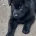 German Shepherd (Alsatian)