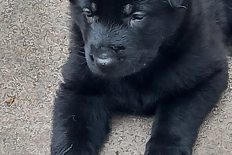 German Shepherd (Alsatian)