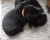 German Shepherd (Alsatian)