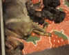 German Shepherd (Alsatian)