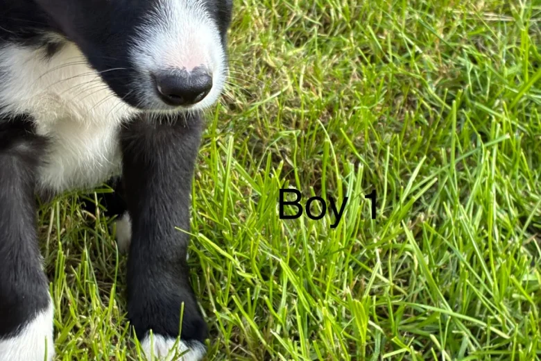 Border Collie