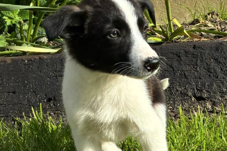 Border Collie