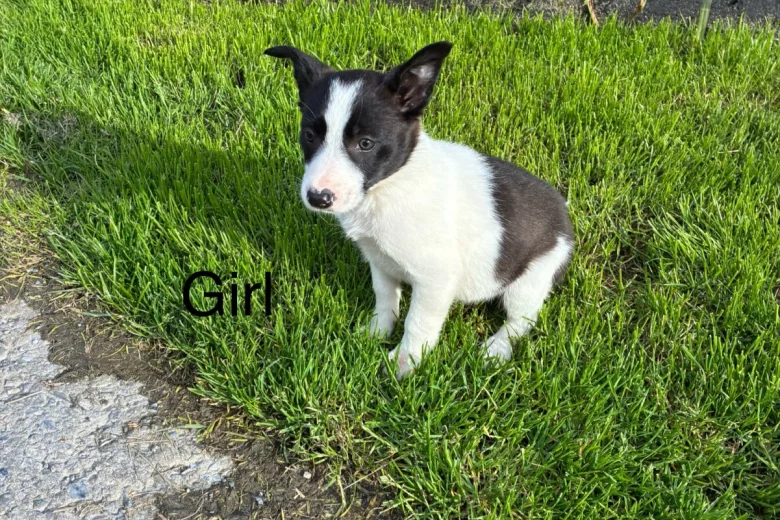 Border Collie