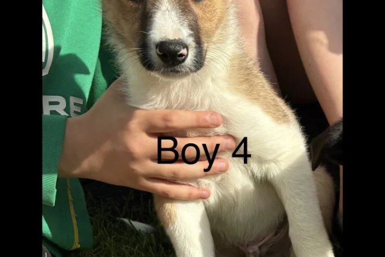 Border Collie