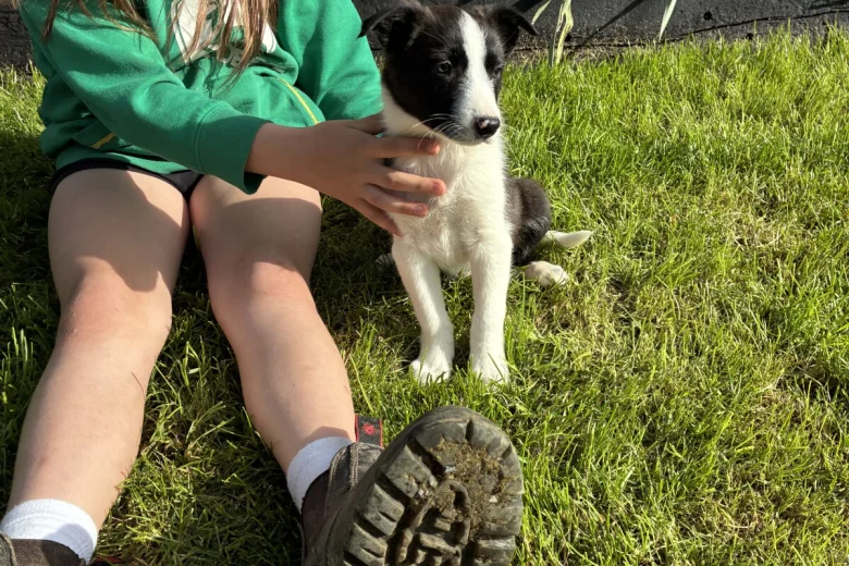 Border Collie