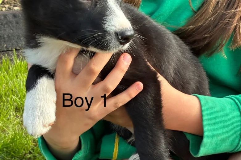 Border Collie