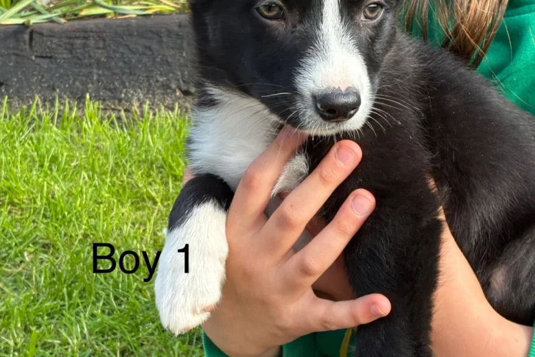 Border Collie