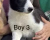 Border Collie
