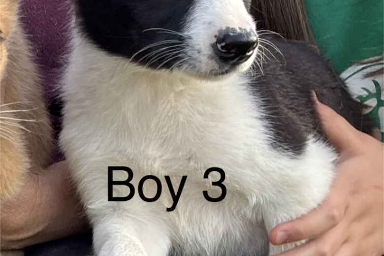 Border Collie