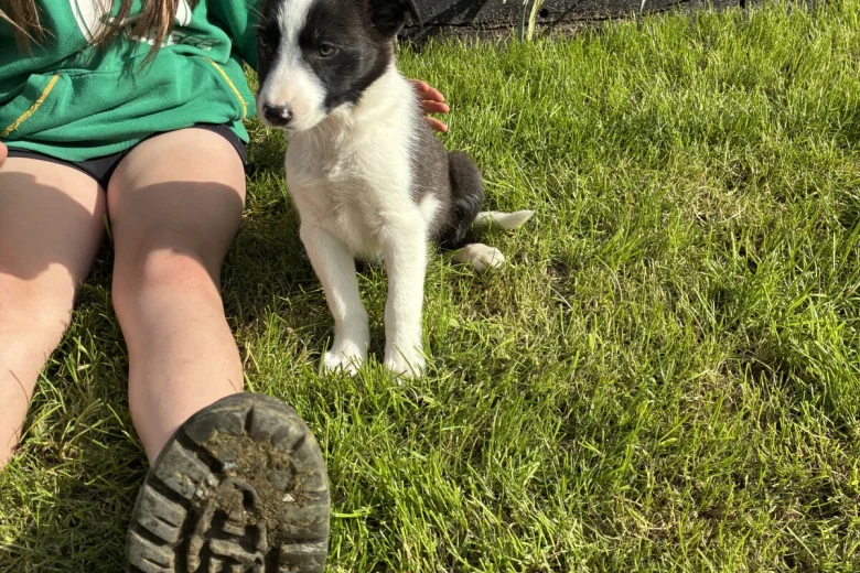 Border Collie