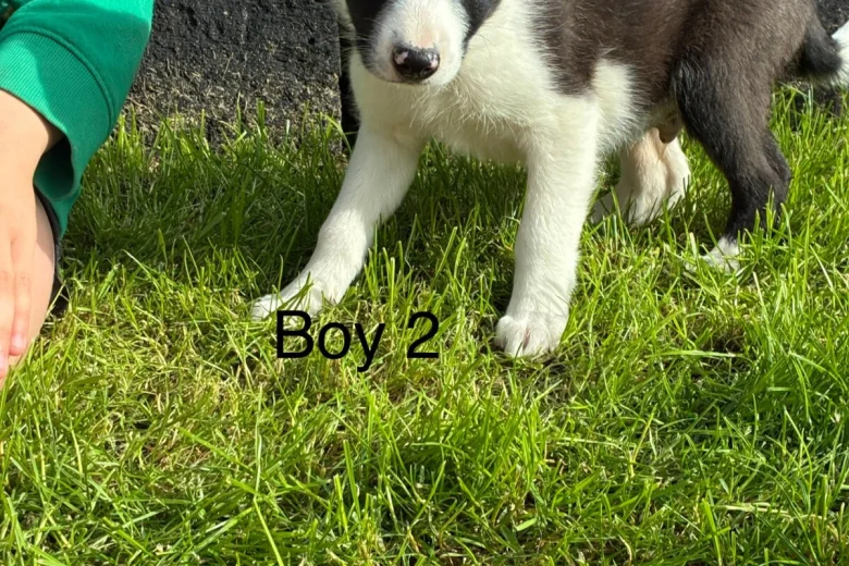 Border Collie